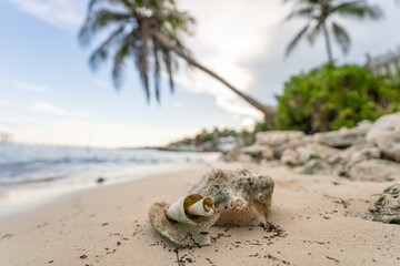 A large sea shell lies on the sand against the backdrop of palm trees and the Caribbean Sea. Close up.