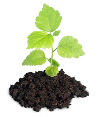 Fresh tree green sprout in soil