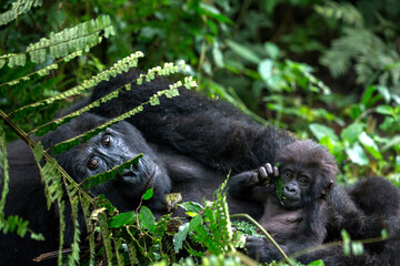 Gorilla Mother and Baby Bwindi Impenetrable Forest National Park Uganda    4168 - obrazy, fototapety, plakaty