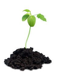 Green plant sprout in the ground soil