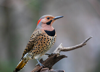 northern flicker on perch