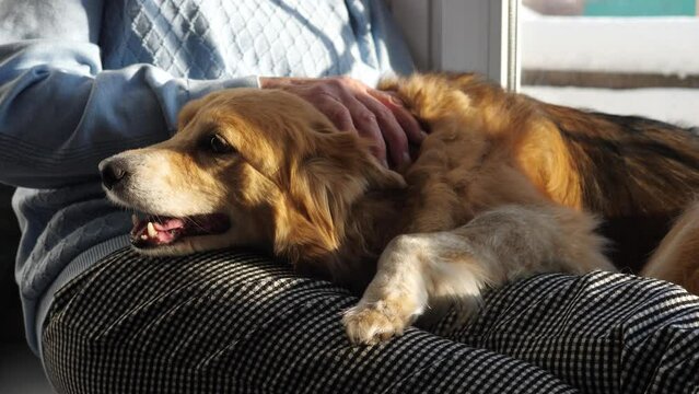 A cute dog sleeps next to his mistress. The concept of lonely old age and friendship with animals.