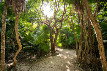 A beautiful path in the Impenetrable jungle of Mexico, a tropical paradise.