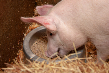 HAPPY PIG IN A FARM