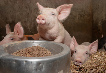 HAPPY PIG IN A FARM