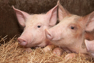 HAPPY PIG IN A FARM