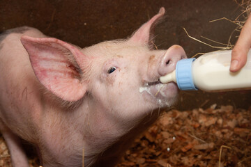 HAPPY PIG IN A FARM © Adrian