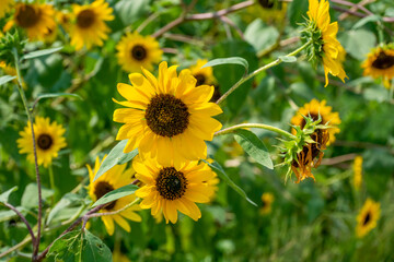 Sunflowers Growing In The Garden In Summer
