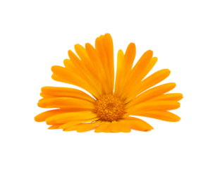 calendula flower on transparent  background. PNG