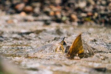 View from behind of a chum salmon's head out of the water