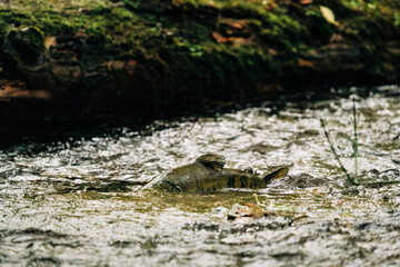 Wide angle view of a chum salmon swimming upstream