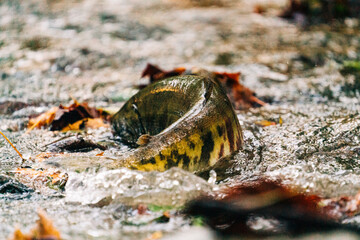 Closeup view of a chum salmon in a shallow creek