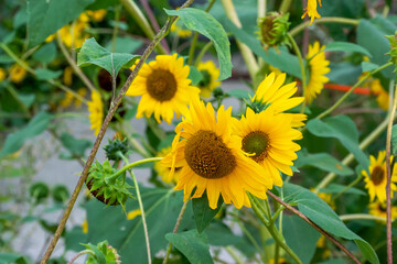 Sunflowers Growing In The Garden In Summer