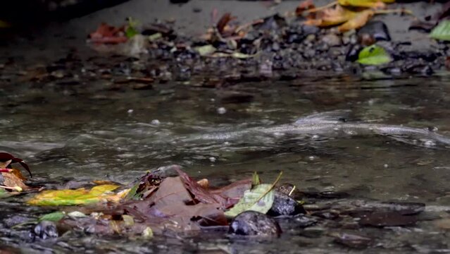A female chum salmon digging a redd for eggs in a creek