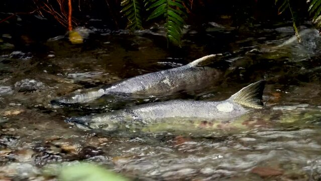 Two male chum salmon fighting in a shallow redd
