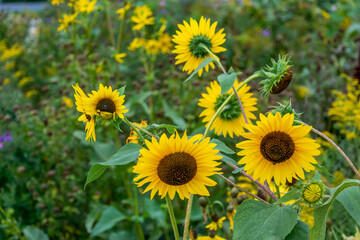 Sunflowers Growing In The Garden In Summer