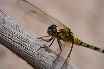 Tropical dragonfly Erythrodiplax Berenice, close-up of head, eye area and front body with yellow black markings in Amazon rainforest near Moon Beach (Praia da Lua), Amazonas State, Brazil.