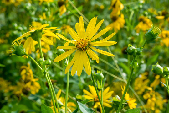 Yellow Compass Plant Flowers Growing In The Garden In Summer