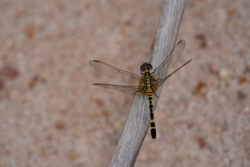 Tropical dragonlet Erythrodiplax Berenice with yellow black design in the Amazon rainforest near...