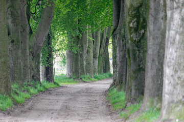 Selective focus of tree trunks in the summer with soil or gravel path, Pathway with the trees along both side of the trail and green grass, Walkway in countryside of Netherlands, Nature background.