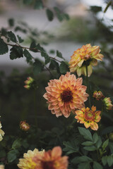 dahlia flowers in the garden