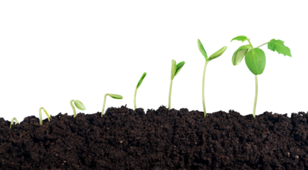 Green plant sprout in the ground soil