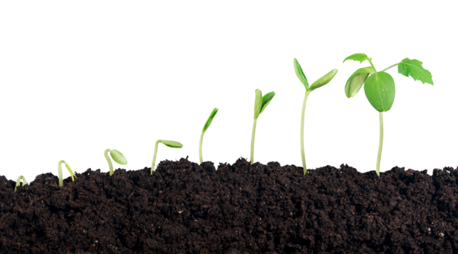 Green plant sprout in the ground soil
