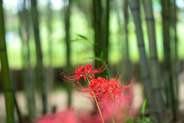 秋を彩る彼岸花