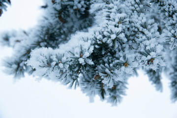 Beautiful pine branch all white in hoarfrost in the forest.