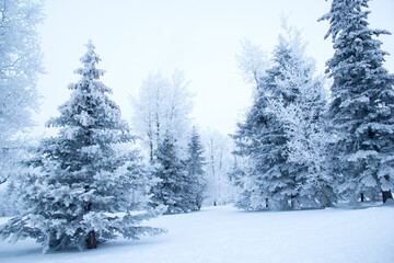 Trees cowered with snow in the winter forest in a foggy day.