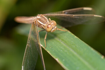 macro photo of insect on plant leaves