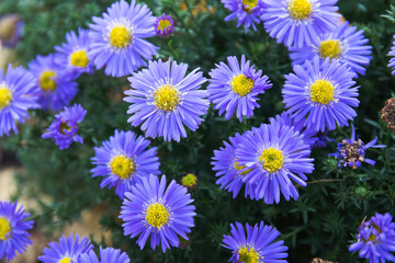 Purple flowers of Aster amellus, the European Michaelmas daisy.