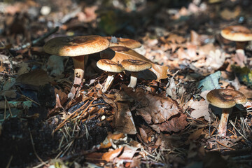Many forest mushrooms or fungi grow on a stump covered with moss. Roll-rim fungi. Wild forest...