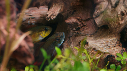 Apistogramma agasizzii male and female pair spawning in driftwood cave