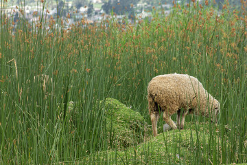 A HAPPY SHEEP IN NATURE
