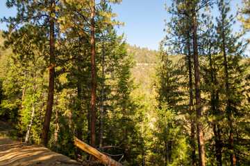 A Conifer Forest in the Sierra mountains