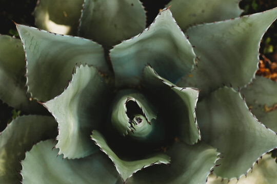 Overhead view of Agave plant