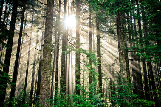 Beams of sunlight shine through a thick forest in British Columbia, Canada.
