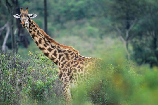 Giraffe in Tanzania, near the base of Mt. Kilimanjaro.