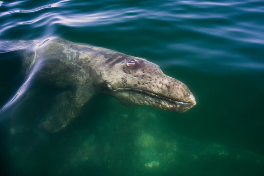 Gray whale calf (Eschrichtius robustus) in Laguna San Ignacio, Baja California, Mexico.