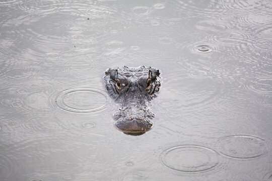 American alligator (Alligator mississippiensis) in Everglades National Park, Florida.
