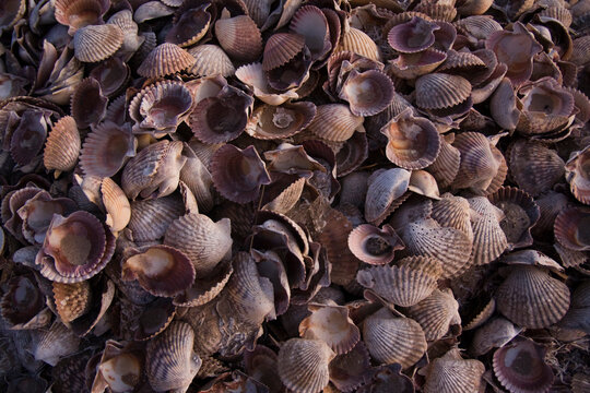 Pile of empty scallop shells on the shores of Laguna San Ignacio, Baja California Sur, Mexico.