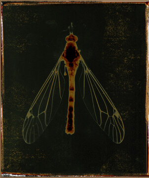 A close up, negative image of a mosquito