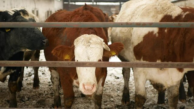Cows winter organic farm herd snow organic farming snowy ice fence enclosure cowshed, bull fenced dairy cows of sustainable development dirty. Suitable for both milk meat production, Europe