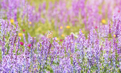 Colorful purple flower field of tufted vetch in summer