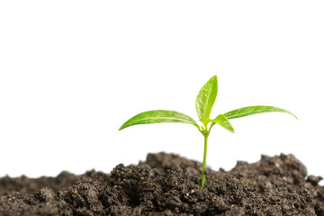 New life concept, little green plant in dirt