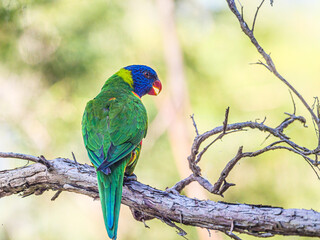 Lorikeet Beak Open