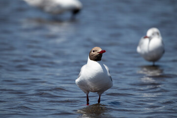 Fototapeta premium Gaviota Cahuil cabeza cafe en el agua