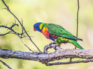  Lorikeet Forward