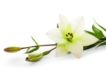Foto op Plexiglas Easter white lilies with green leaf © BillionPhotos.com